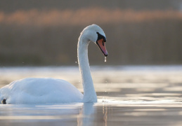 Höckerschwan