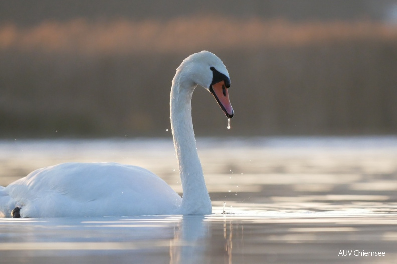 AktNatBeo-201203-ja-8_Hoeckerschwan.jpg