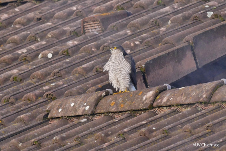 AktNatBeo-201221-ja-02_Sperber-1140pix.jpg