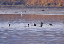 Spießenten