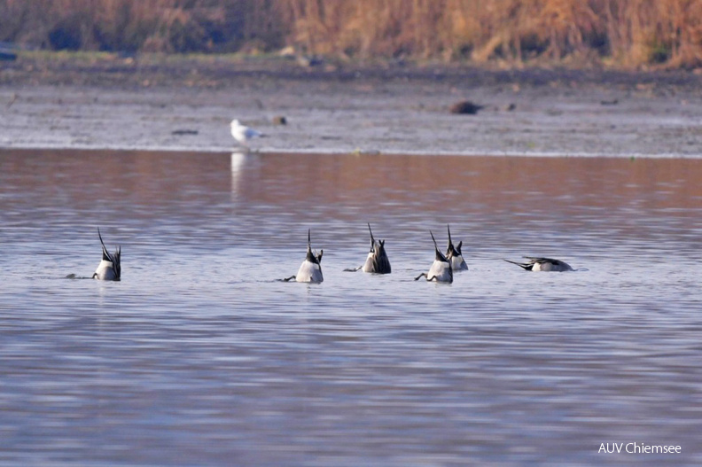 Spießenten
Mit einem Klick! zur Fotogeschichte mit weiteren Bildern
Irschener Winkel / 21. Dezember 2020 / Foto: Johannes Almer
AktNatBeo-201221-ja-07_Spiessente-1140pix.jpg