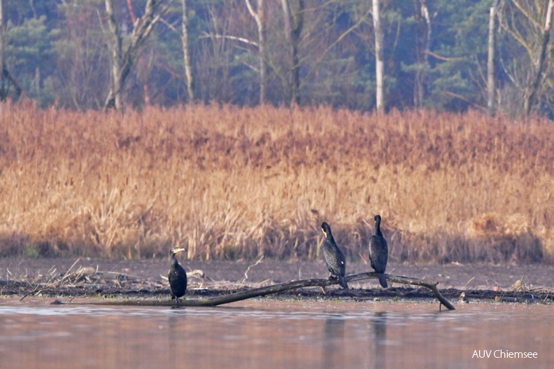 Kormorane
Mit einem Klick! zur Fotogeschichte mit weiteren Bildern
Irschener Winkel / 21. Dezember 2020 / Foto: Johannes Almer
AktNatBeo-201221-ja-10_Kormoran-1140pix.jpg