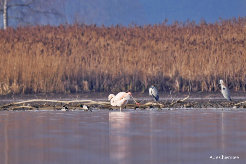 Chileflamingo
Mit einem Klick! zur Fotogeschichte mit weiteren Bildern
Irschener Winkel / 21. Dezember 2020 / Foto: Johannes Almer
AktNatBeo-201221-ja-12_Chileflamingo-1140pix.jpg