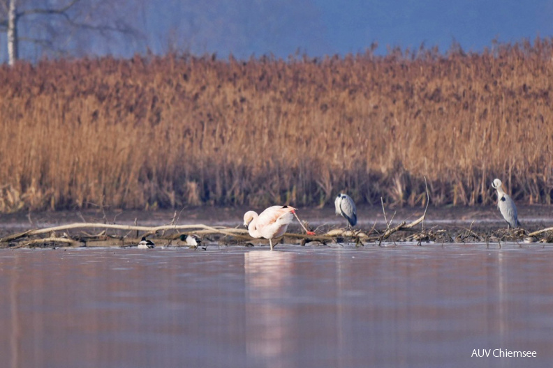 AktNatBeo-201221-ja-12_Chileflamingo-1140pix.jpg