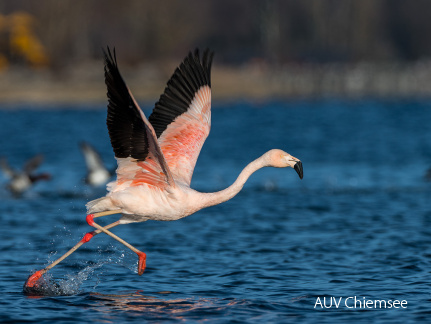 Chileflamingo