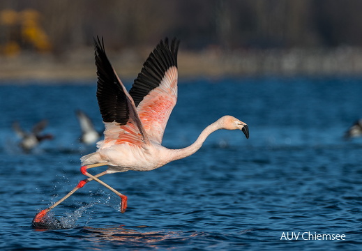 Chileflamingo