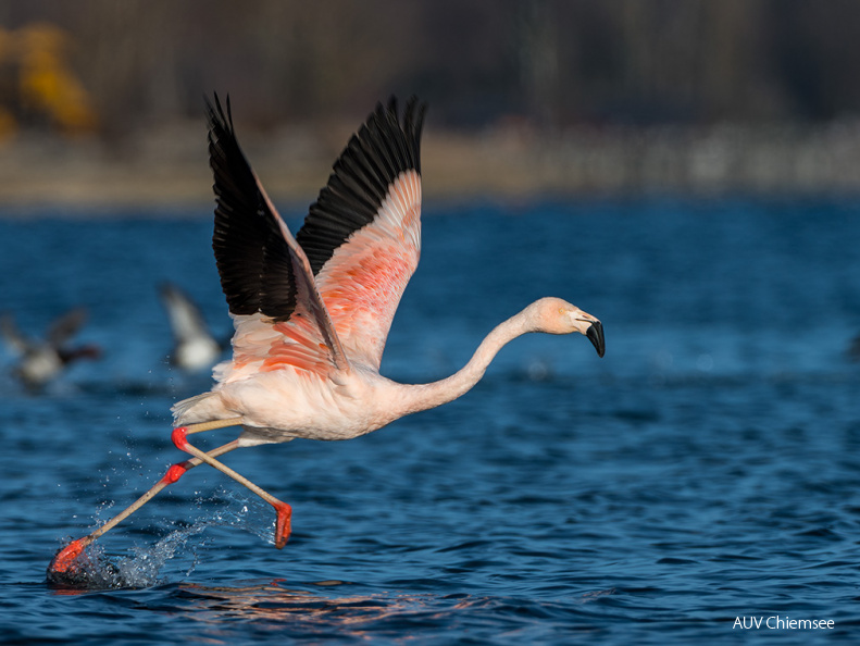 Chileflamingo