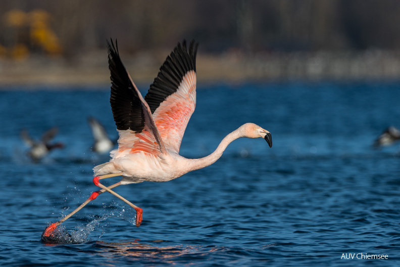 Chileflamingo
Mit einem Klick! zur Fotogeschichte mit weiteren Bildern
Irschener Winkel, Bernau-Felden / 27. Dezember / Foto: Thomas Alberer
AktNatBeo-201227-ta-06_IW_Chileflamingo-20-12-27.jpg