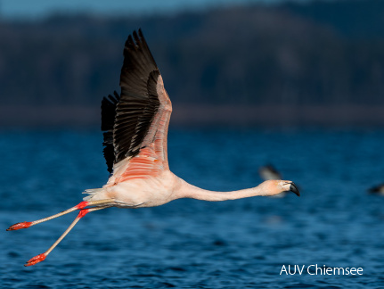 Chileflamingo