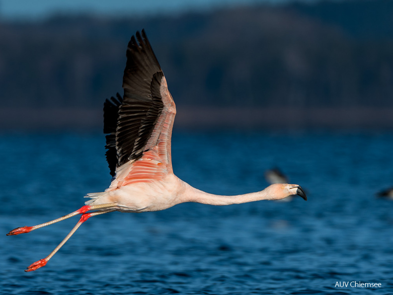 Chileflamingo