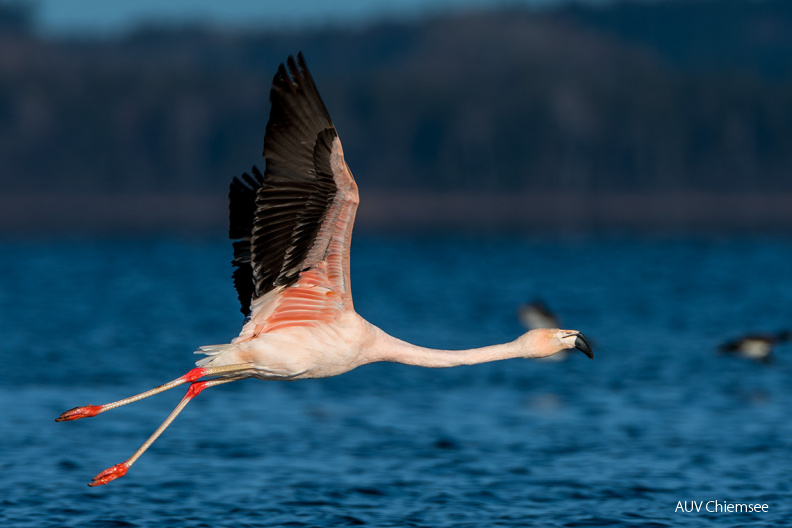 Chileflamingo
Mit einem Klick! zur Fotogeschichte mit weiteren Bildern
Irschener Winkel, Bernau-Felden / 27. Dezember / Foto: Thomas Alberer
AktNatBeo-201227-ta-07_IW_Chileflamingo-20-12-27.jpg