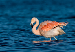 Chileflamingo