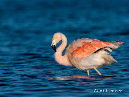 Chileflamingo