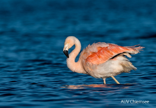 Chileflamingo