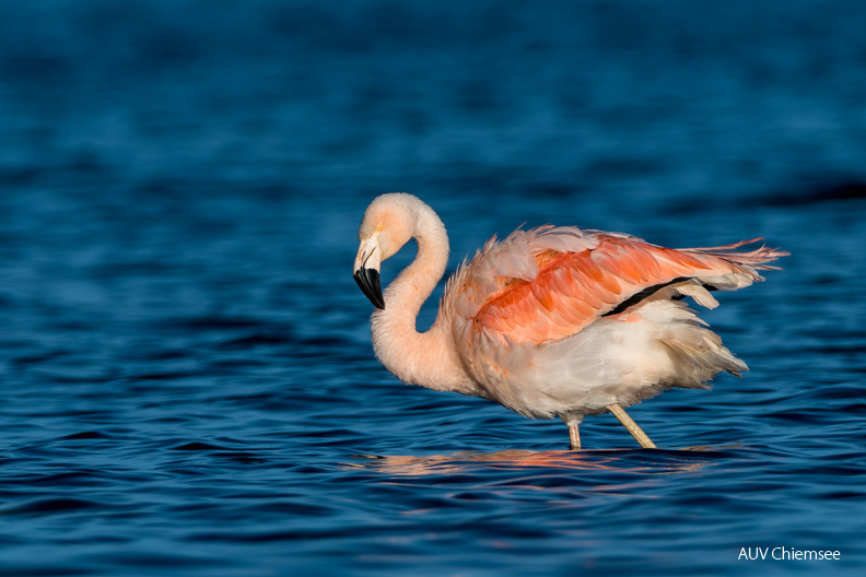 Chileflamingo
Mit einem Klick! zur Fotogeschichte mit weiteren Bildern
Irschener Winkel, Bernau-Felden / 27. Dezember / Foto: Thomas Alberer
AktNatBeo-201227-ta-04_IW_Chileflamingo-20-12-27.jpg