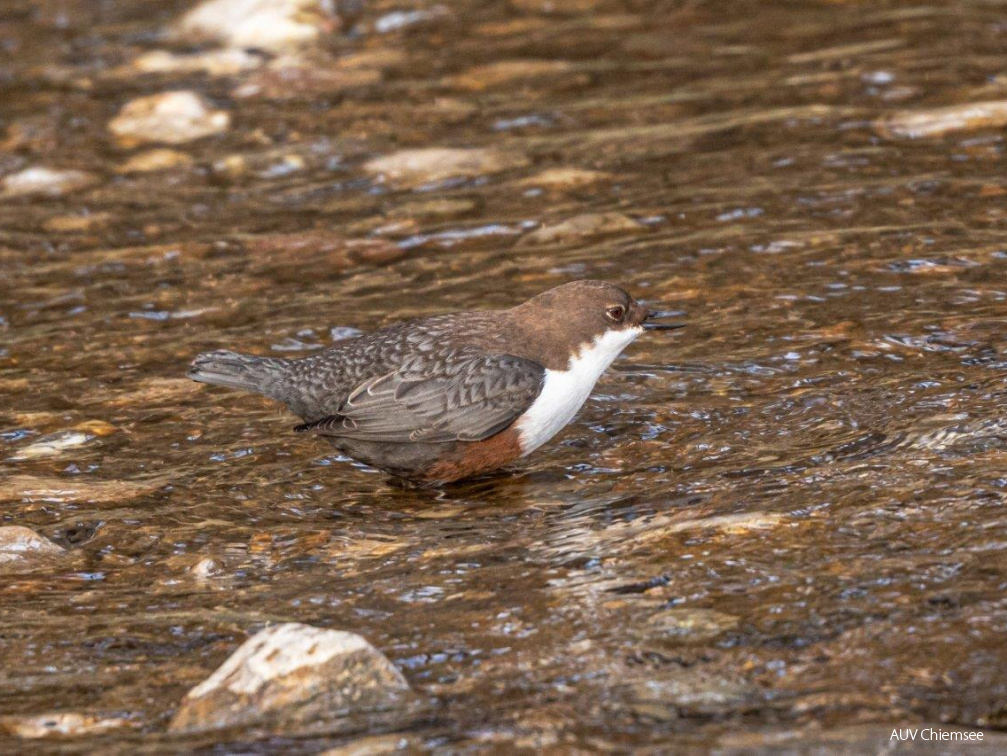 Wasseramsel