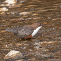 Wasseramsel