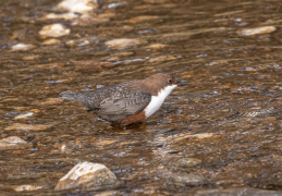 Wasseramsel