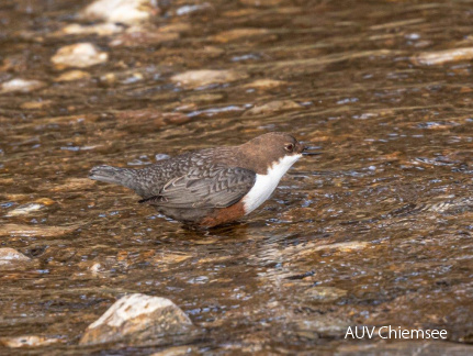 Wasseramsel