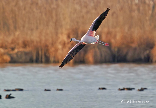 Chileflamingo