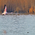 Chileflamingo & Kormoran