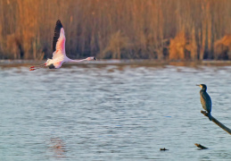 Chileflamingo & Kormoran