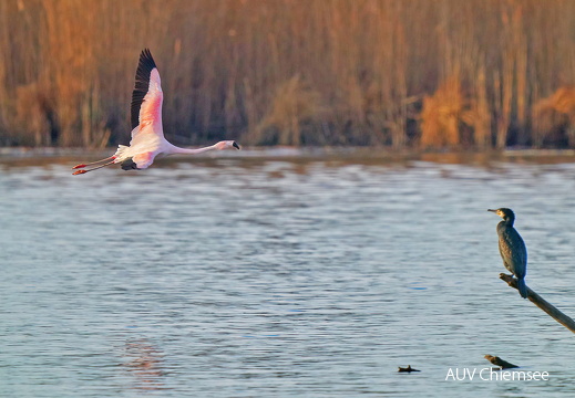 Chileflamingo & Kormoran