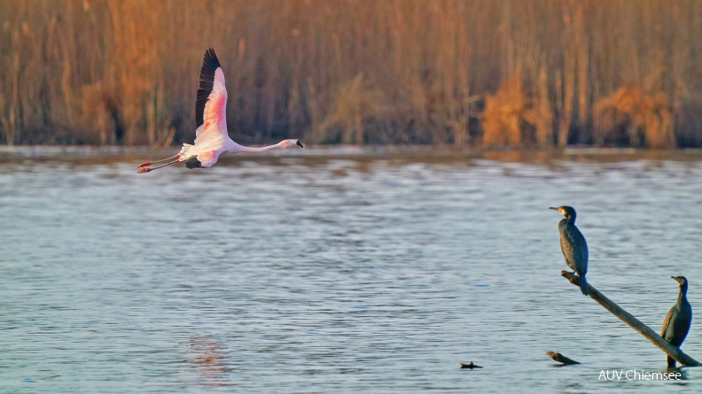 AktNatBeo-201229-ka-Chile-Flamingo-50774845158_727f22d99d_k-1500x844pix.jpg