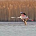 Chileflamingo