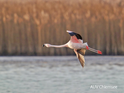 Chileflamingo