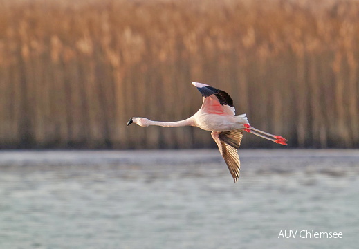 Chileflamingo