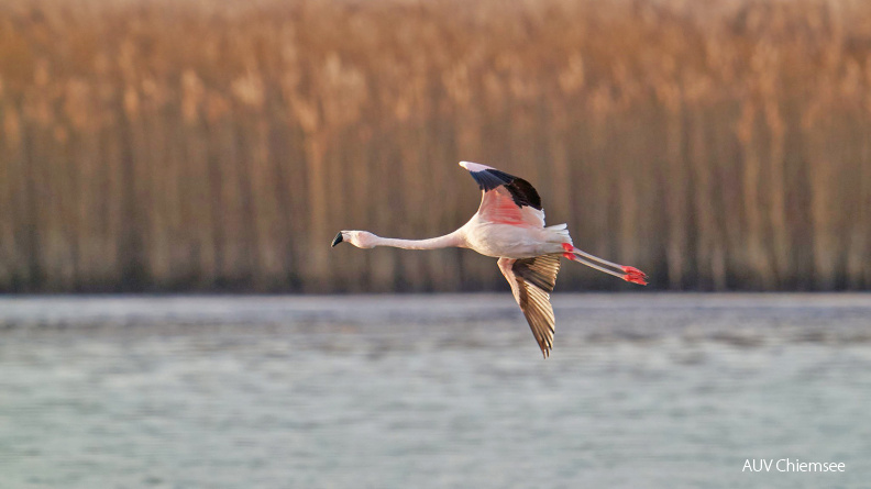 AktNatBeo-201229-ka-Chile-Flamingo-50774845743_8707bfc6ac_k-1500pix.jpg