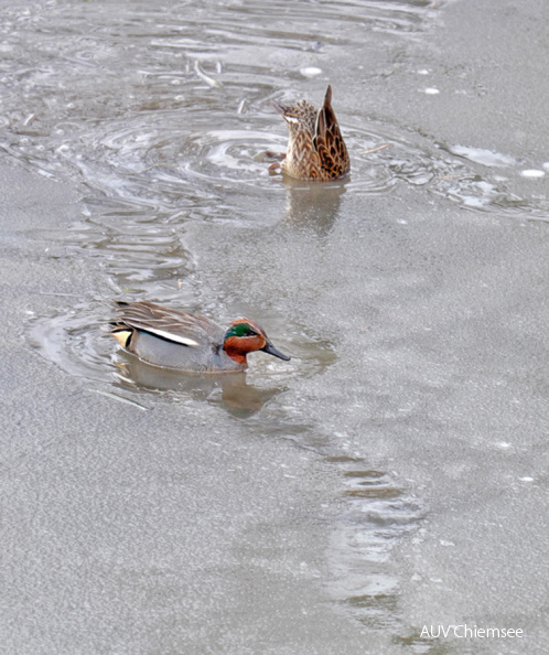 Krickenten bei Futtersuche im Eis
Mit einem Klick! zur Fotogeschichte mit weiteren Bildern
Greamandlweiher zwischen Prien und Rimsting / 6. Januar 2021 / Foto: Karen Wise
AktNatBeo-210106-kw-Krickente_DSF1658-755x900pix.jpg