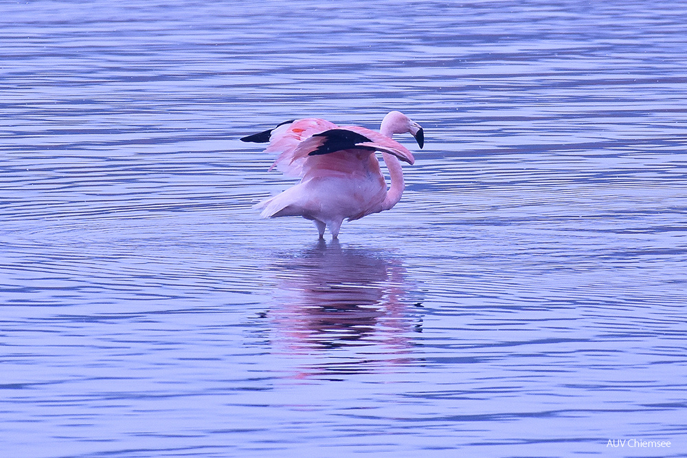 Chileflamingo