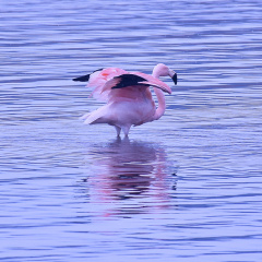 Chileflamingo