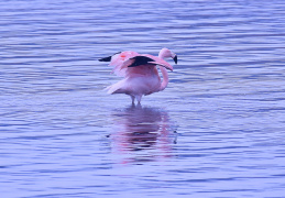 Chileflamingo