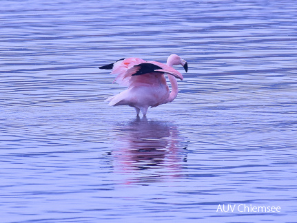 Chileflamingo