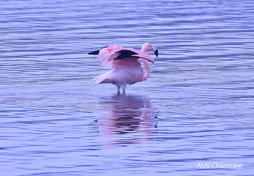 Chileflamingo