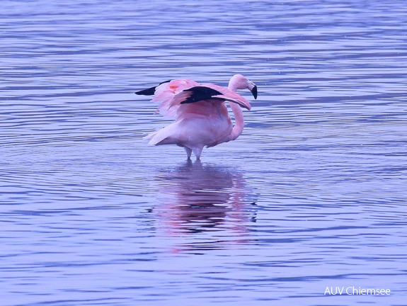 Chileflamingo