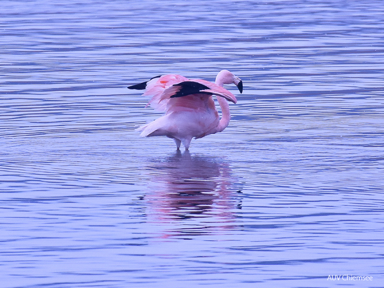 Chileflamingo