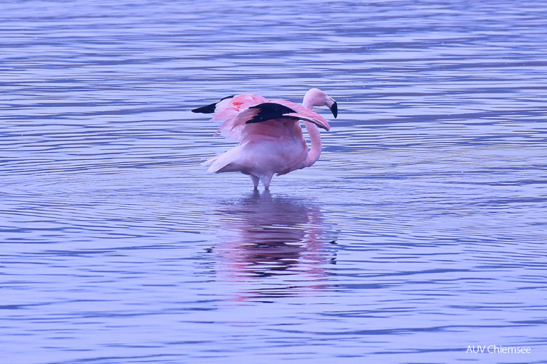 Chileflamingo
Mit einem Klick! zur Fotogeschichte mit weiteren Bildern
Beobachtungsturm Irschener Winkel / 10. Januar 2021 / Foto: Sasha Jumanca (8 Jahre)
AktNatBeo-210110-sj-05_Flamingo_Irschener_Winkel_Sasha_Jumanca.jpg