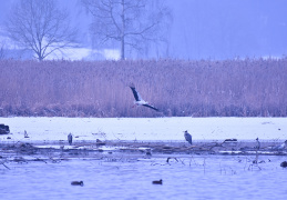 Weißstorch