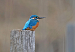 Eisvogel