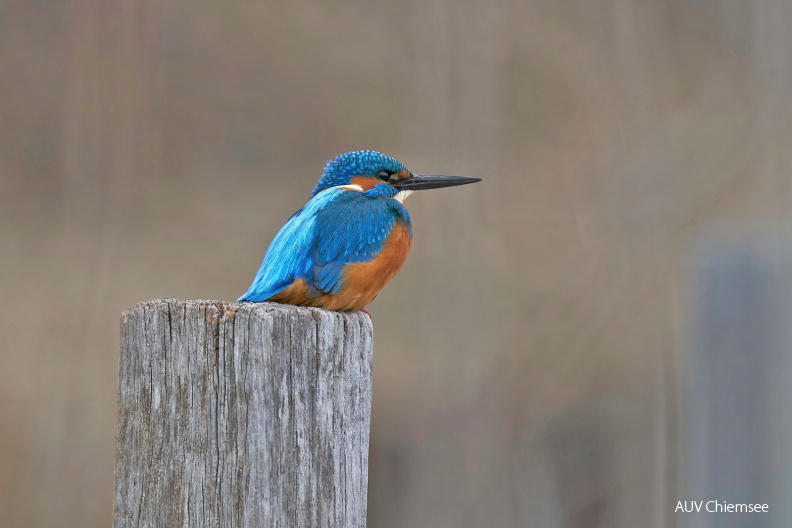 Eisvogel
Mit einem Klick! zur Fotogeschichte mit weiteren Bildern
Beobachtungsturm Irschener Winkel / 30. Januar 2021 / Foto: Alexander Kraus
AktNatBeo-210130-ka-Eisvogel--1.jpg