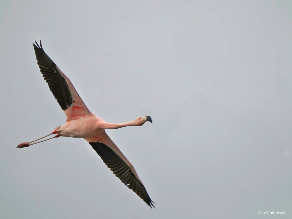 Chileflamingo