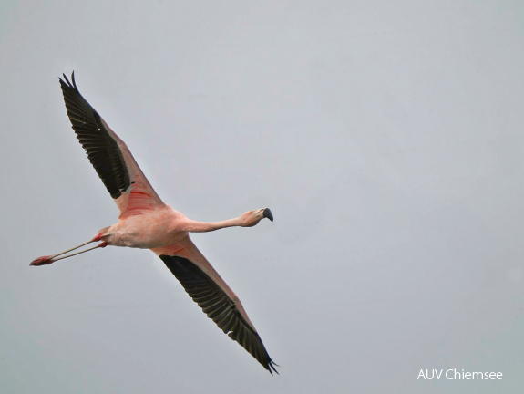 Chileflamingo