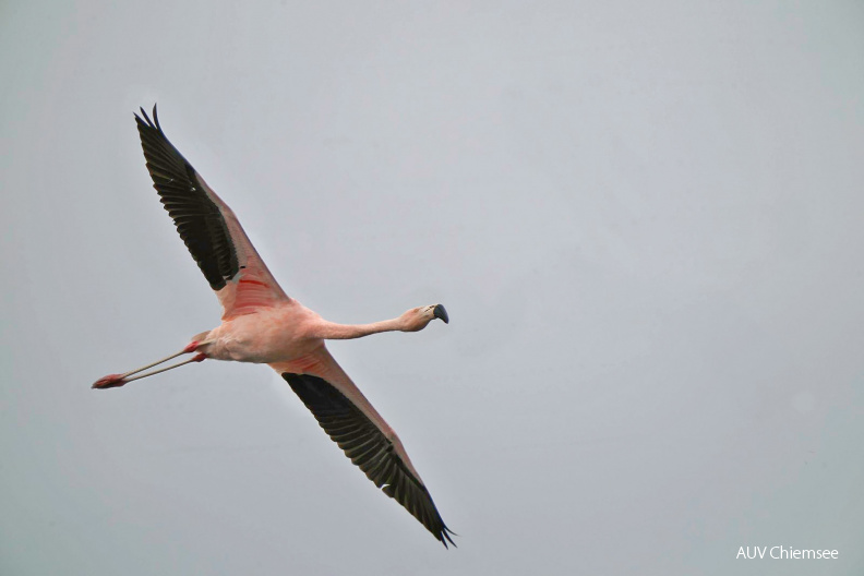 Chileflamingo
Mit einem Klick! zur Fotogeschichte mit weiteren Bildern
Beobachtungsturm Irschener Winkel / 30. Januar 2021 / Foto: Alexander Kraus
AktNatBeo-210130-ka-Flamingo--2.jpg