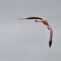 Chileflamingo