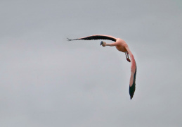 Chileflamingo