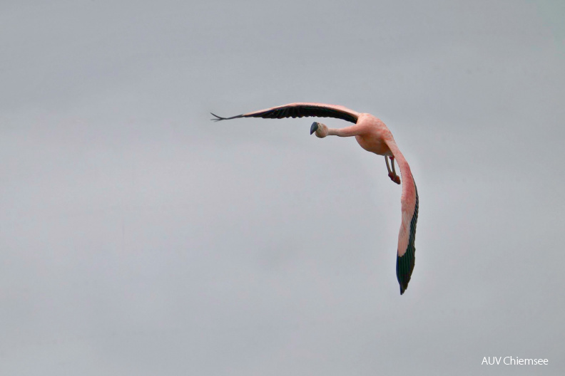 AktNatBeo-210130-ka-Flamingo--1.jpg